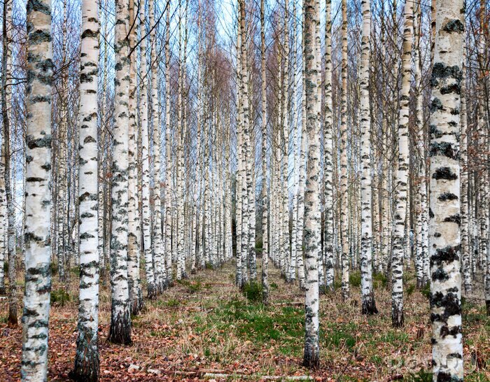 Bild Herbstlicher Birkenwald