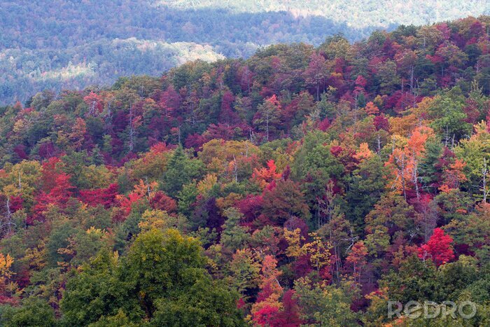 Bild Herbstlicher Park in Nordamerika