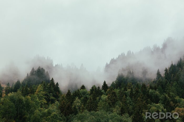Bild Herbstlicher wald in nebel gehüllt