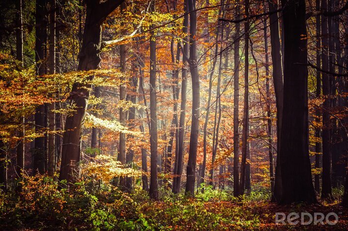 Bild Herbstlicher Wald mit bunten Blättern