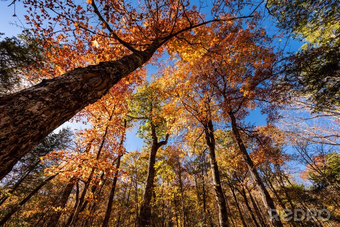 Bild Herbstwald im Sonnenlicht