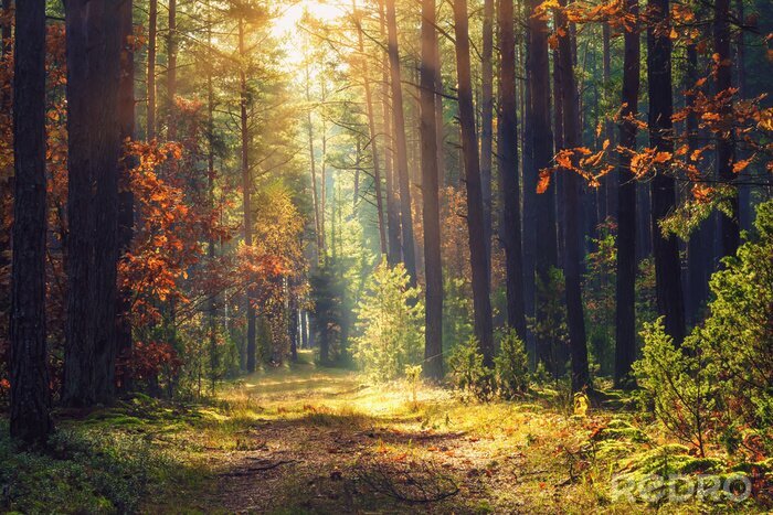 Bild Herbstwald und Sonnenlicht