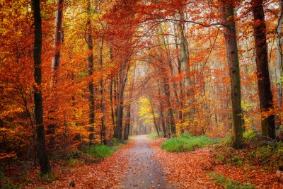 Herbstwald und Straße