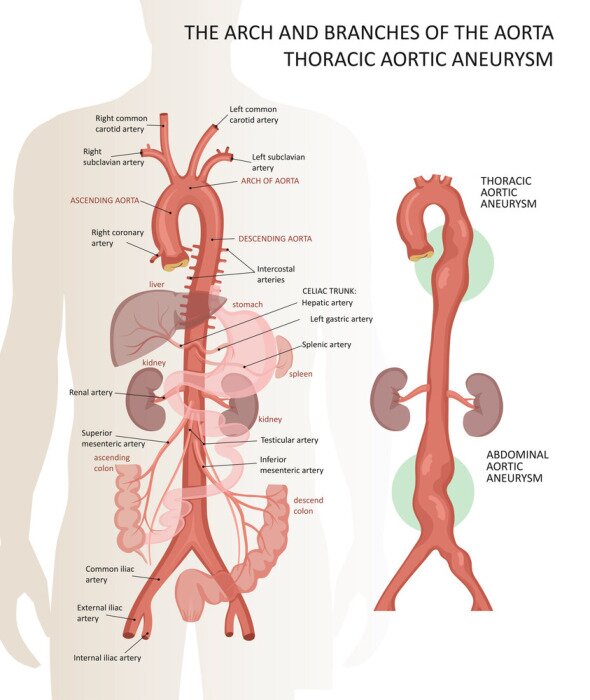 Bild Herz-Kreislauf-System im menschlichen Körper