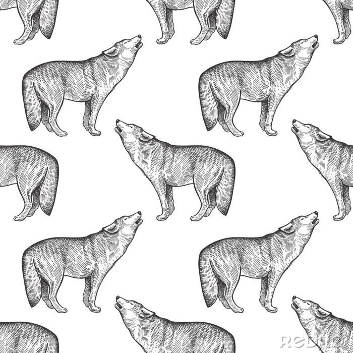 Bild Heulende Wölfe mit Bleistift skizziert