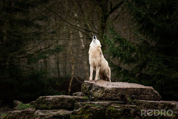 Bild Heulender weißer Wolf
