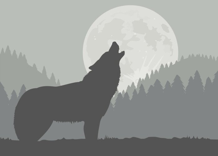 Bild heulender Wolf mit Mond im Hintergrund