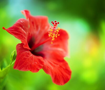 Bild Hibiskus-Blüte