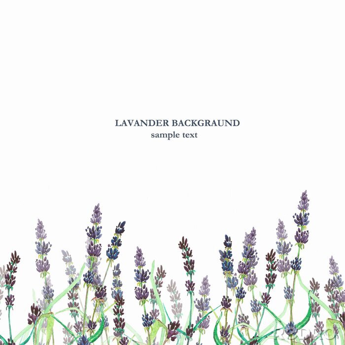 Bild Hintergrund aus Lavendelzweigen