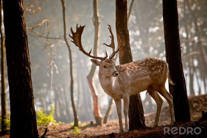 Bild Hirsch am Morgen