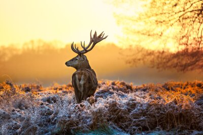 Fototapete Hirsch bei Sonnenaufgang