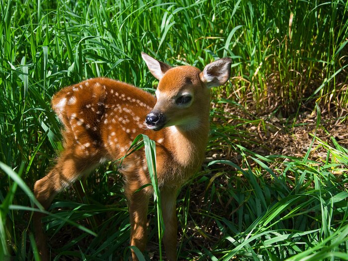 Bild Hirsch und Natur