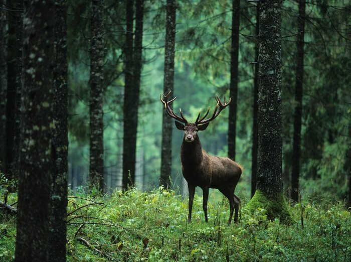Bild Hirsch Wald