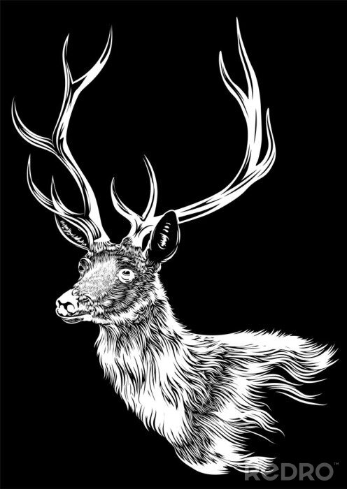 Bild Hirschkopf auf schwarzem Hintergrund