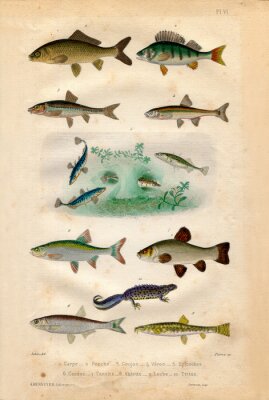 Bild Histoire naturelle: Fische