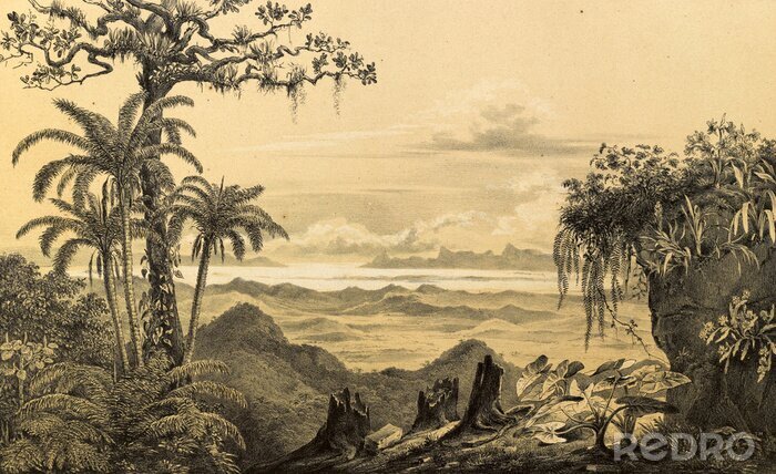 Bild Historische Dschungel-Grafik