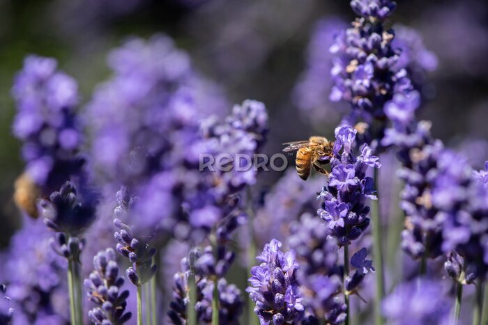 Bild Honey bee gathering pollen in a field of lavender