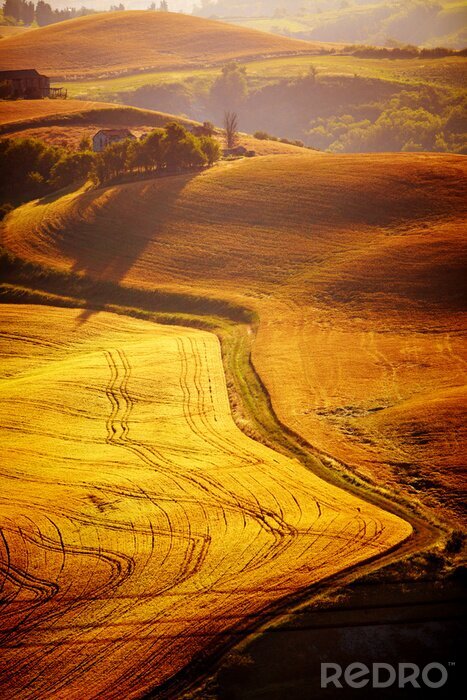 Bild Hügel der Toskana in Gold