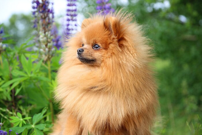 Bild Hündchen Pomeranian