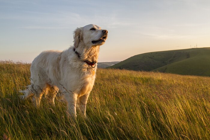 Bild Hund auf dem wilden Feld