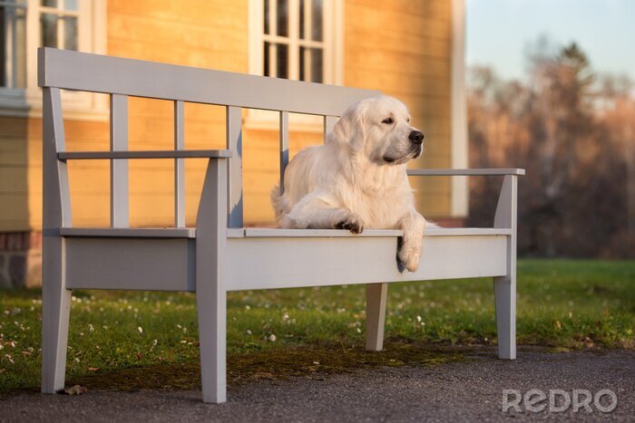 Bild Hund auf der Bank