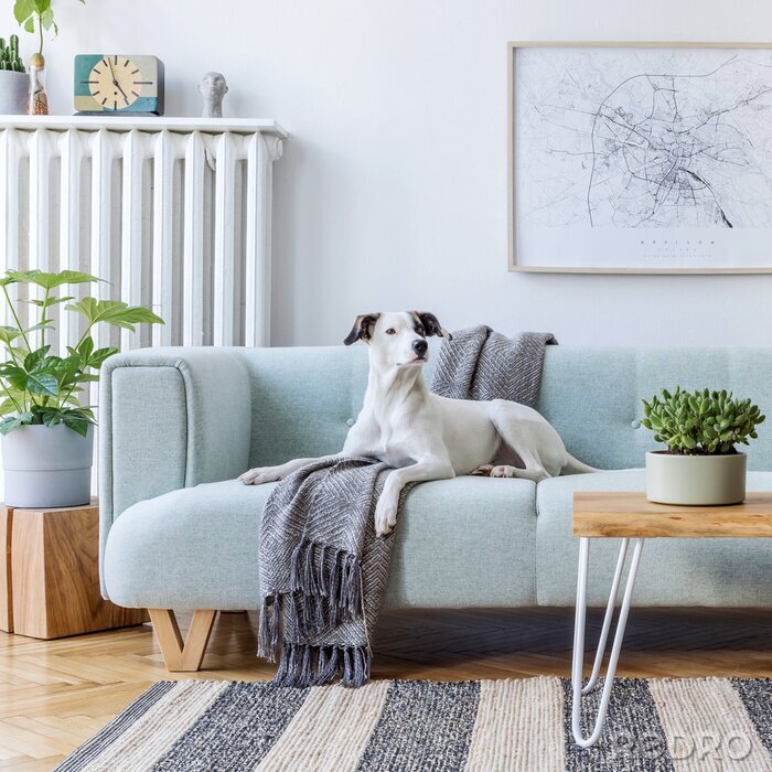 Bild Hund auf der Couch