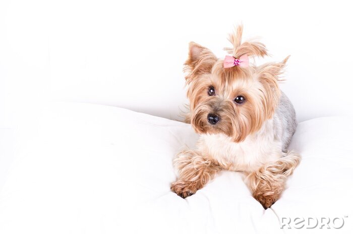 Bild Hund Familienmitglied Yorkshire mit rosa Schleife