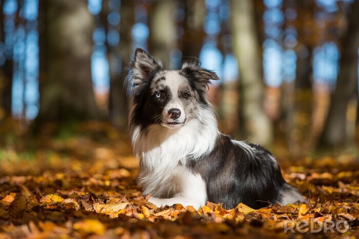 Bild Hund in Blättern im Herbst