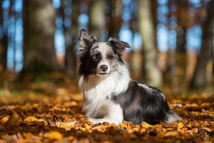 Bild Hund in Blättern im Herbst