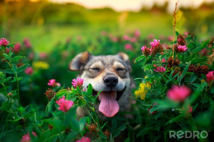Bild Hund in Blumen