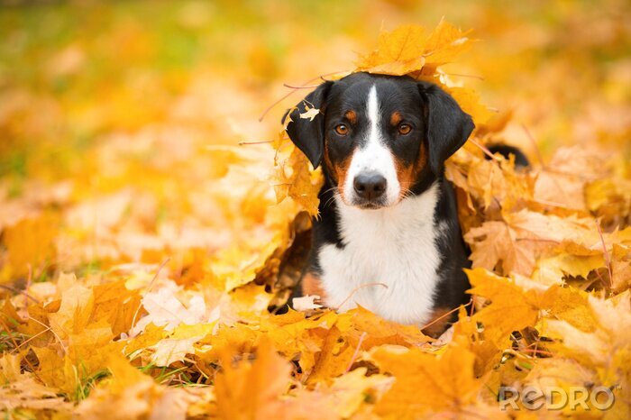 Bild Hund in Herbstblättern