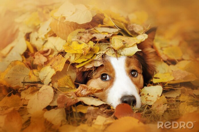 Bild Hund in herbstlichen Blättern