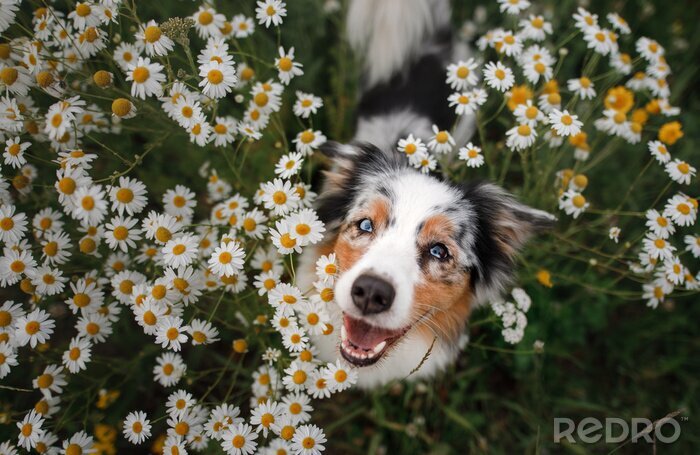 Bild Hund in kleinen Blumen nach Maß