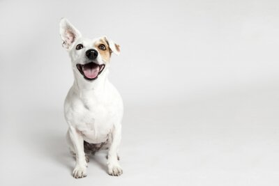 Bild Hund mit aufgestelltem Ohr