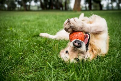 Bild Hund mit Ball auf dem Rasen