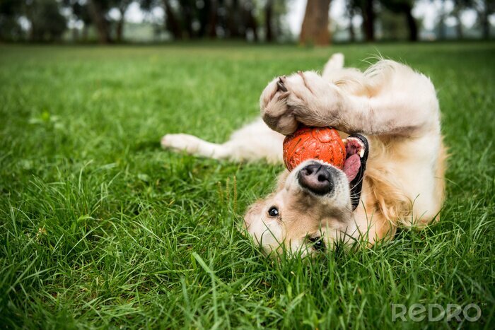 Bild Hund mit Ball auf dem Rasen