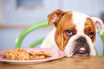 Bild Hund und Kuchen