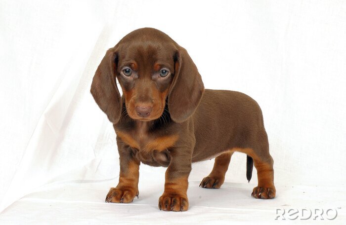 Bild Hunde brauner Dackelwelpe mit brauner Nase