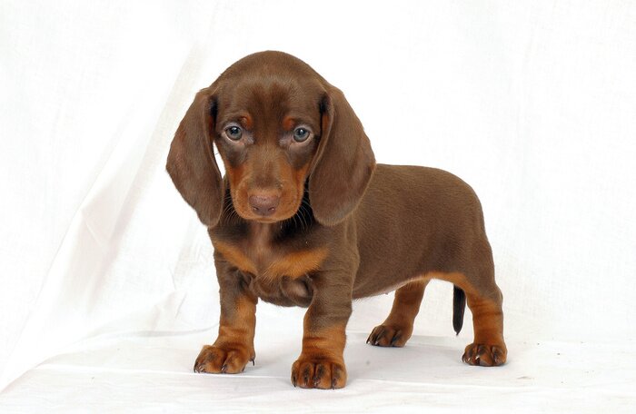 Bild Hunde brauner Dackelwelpe mit brauner Nase