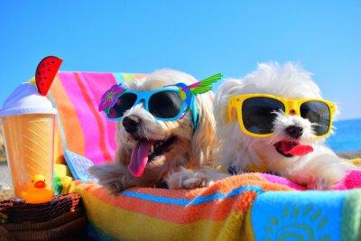 Bild Hunde im Urlaub