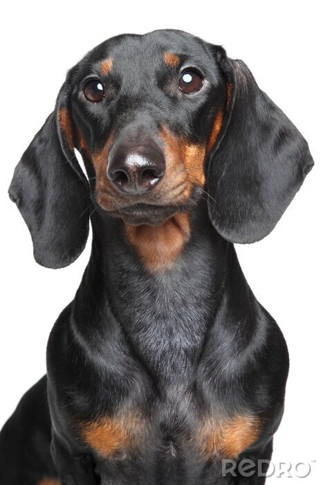 Bild Hunde schwarzer Dackel mit langem Hals