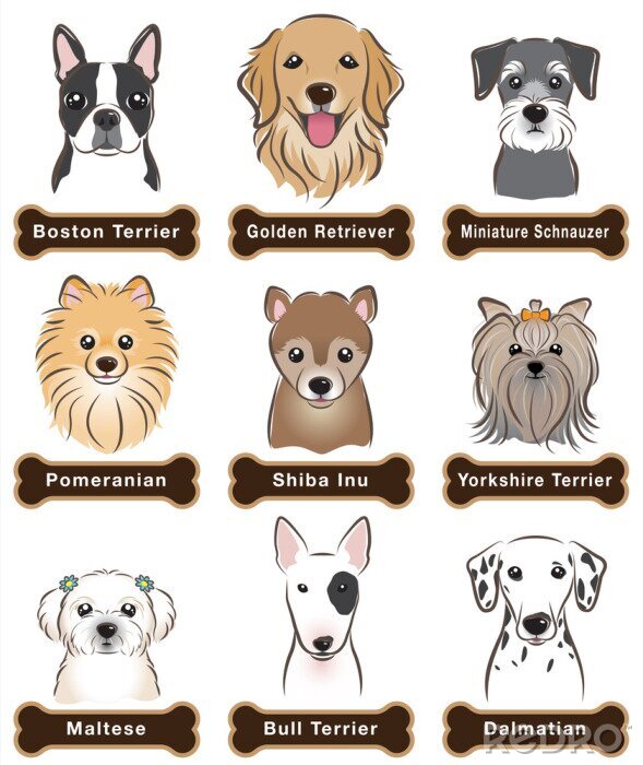 Bild Hunderassen auf weißem Hintergrund