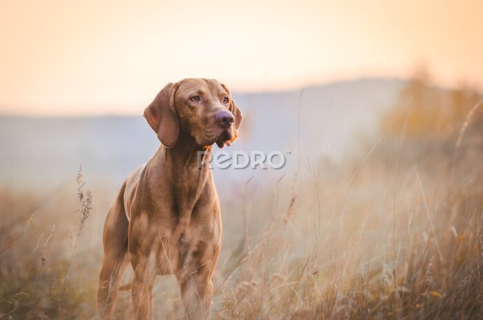 Bild Hungarian hound pointer vizsla dog in autumn time in the field