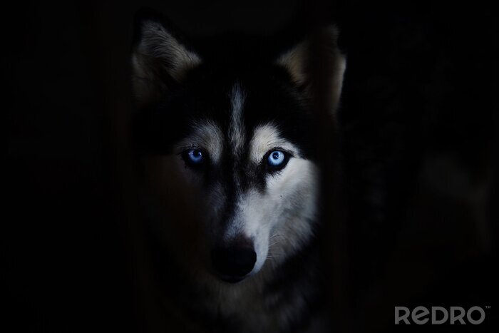 Bild Husky auf dunklem Hintergrund