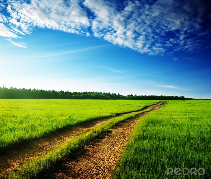 Bild Idyllischer Feldweg