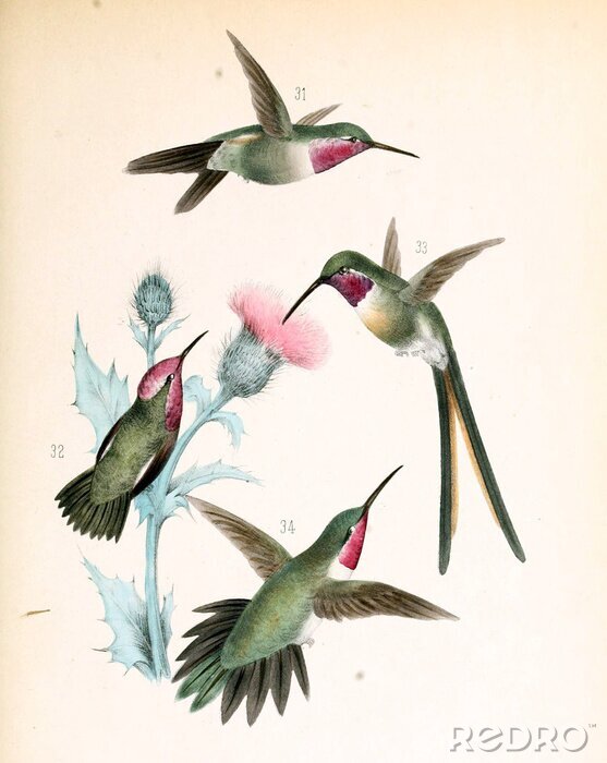 Bild Illustration eines Kolibris.