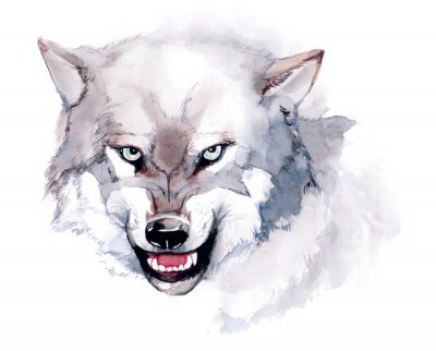 Illustration eines Wolfes in Aquarell