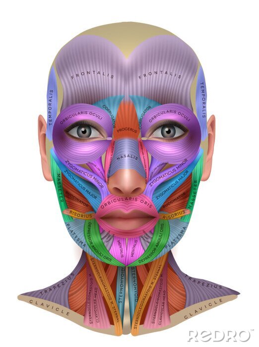 Bild Illustration mit Gesichtsmuskeln