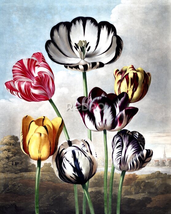 Bild illustration of flower