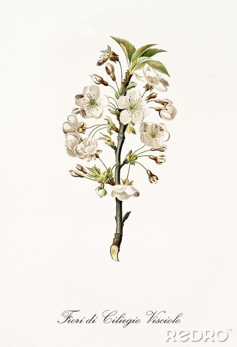 Bild Illustrierte Natur der Kirschblüte